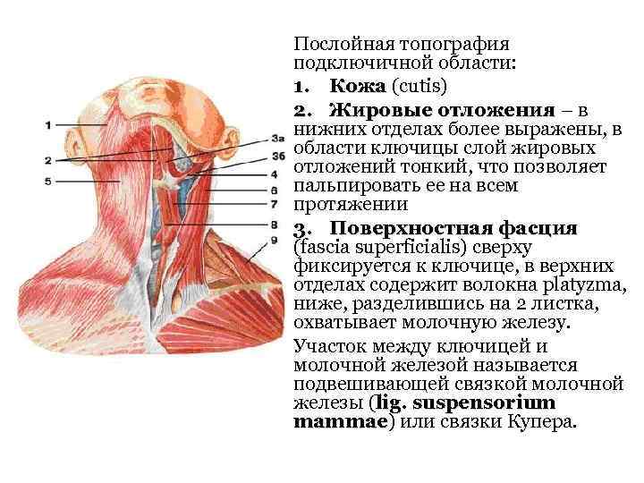 Послойная топография подключичной области: 1. Кожа (cutis) Кожа 2. Жировые отложения – в нижних