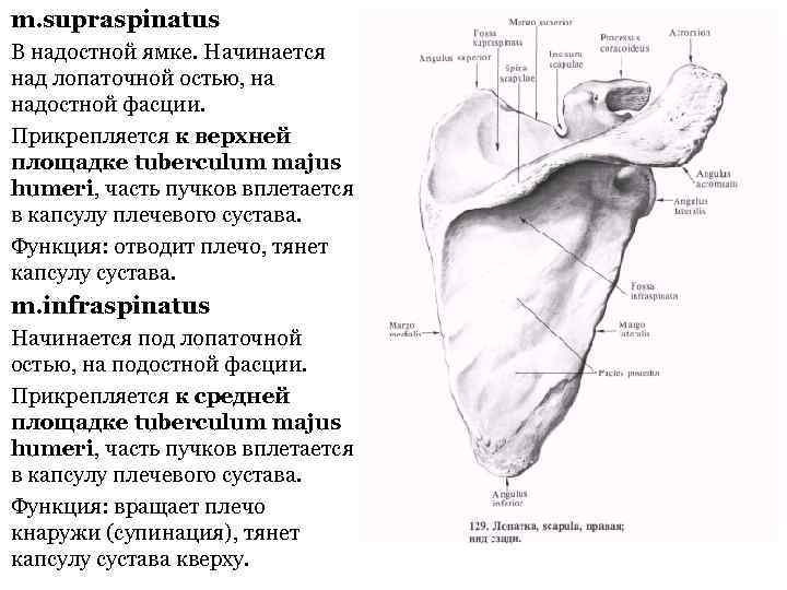 m. supraspinatus В надостной ямке. Начинается над лопаточной остью, на надостной фасции. Прикрепляется к