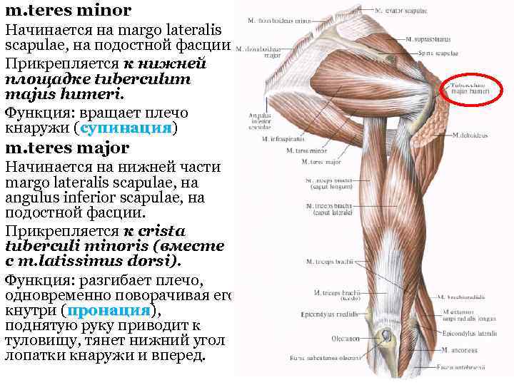 m. teres minor Начинается на margo lateralis scapulae, на подостной фасции. Прикрепляется к нижней