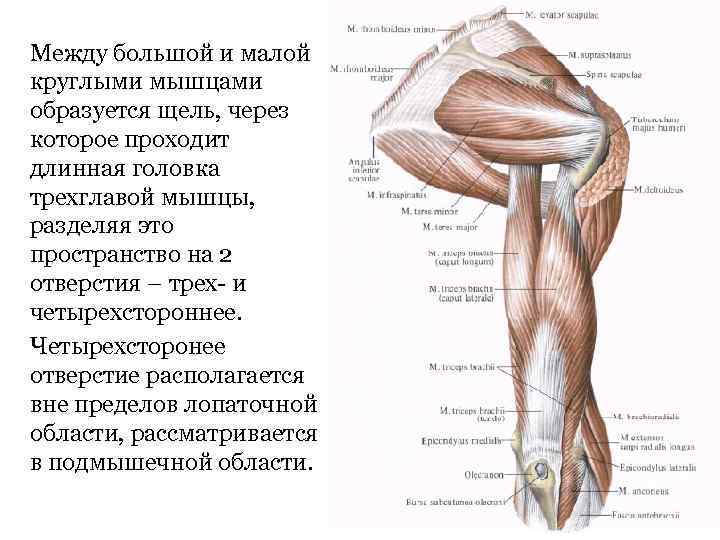 Между большой и малой круглыми мышцами образуется щель, через которое проходит длинная головка трехглавой