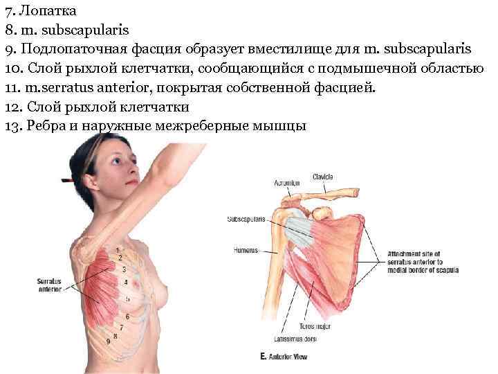 7. Лопатка 8. m. subscapularis 9. Подлопаточная фасция образует вместилище для m. subscapularis 10.