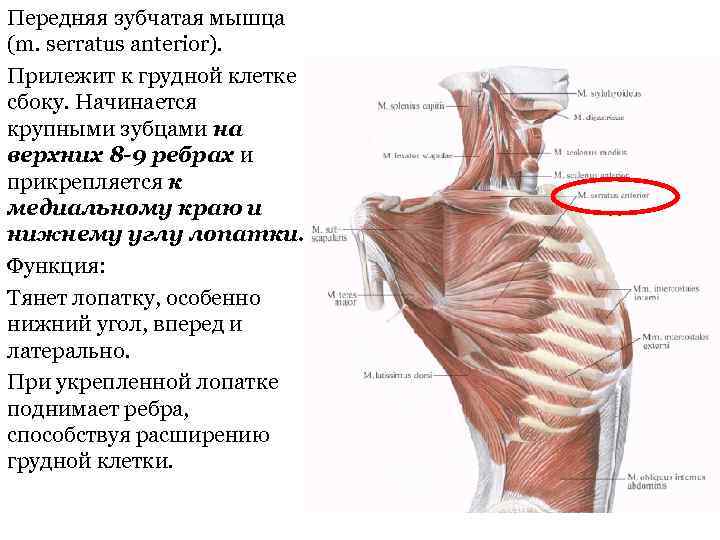 Передняя зубчатая мышца (m. serratus anterior). Прилежит к грудной клетке сбоку. Начинается крупными зубцами