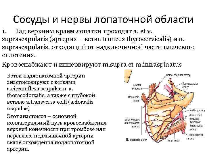 Сосуды и нервы лопаточной области 1. Над верхним краем лопатки проходят a. et v.