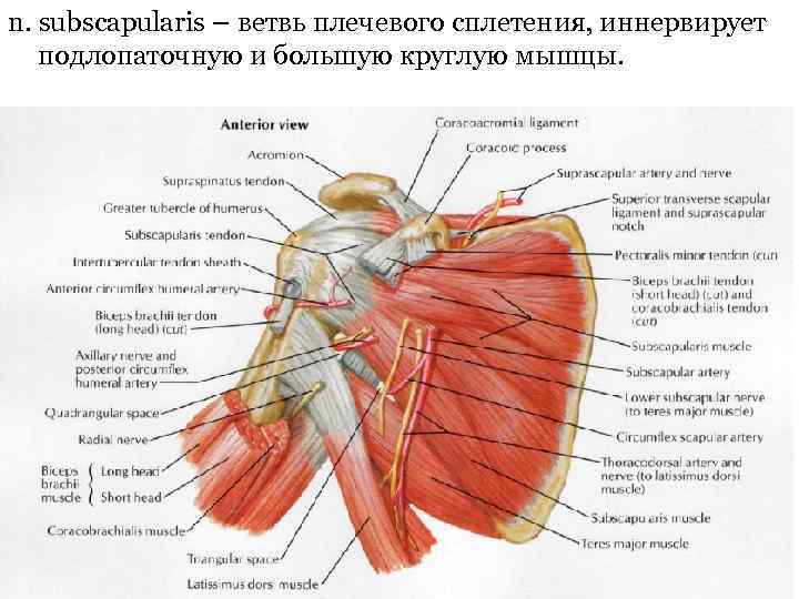 n. subscapularis – ветвь плечевого сплетения, иннервирует подлопаточную и большую круглую мышцы. 