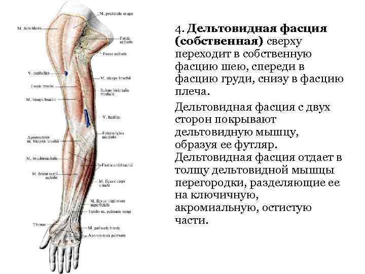 4. Дельтовидная фасция (собственная) сверху переходит в собственную фасцию шею, спереди в фасцию груди,