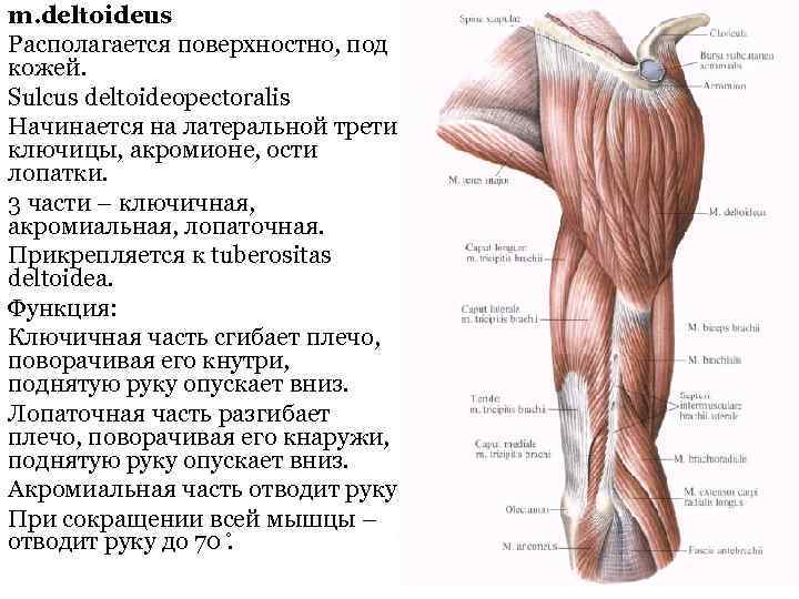 m. deltoideus Располагается поверхностно, под кожей. Sulcus deltoideopectoralis Начинается на латеральной трети ключицы, акромионе,