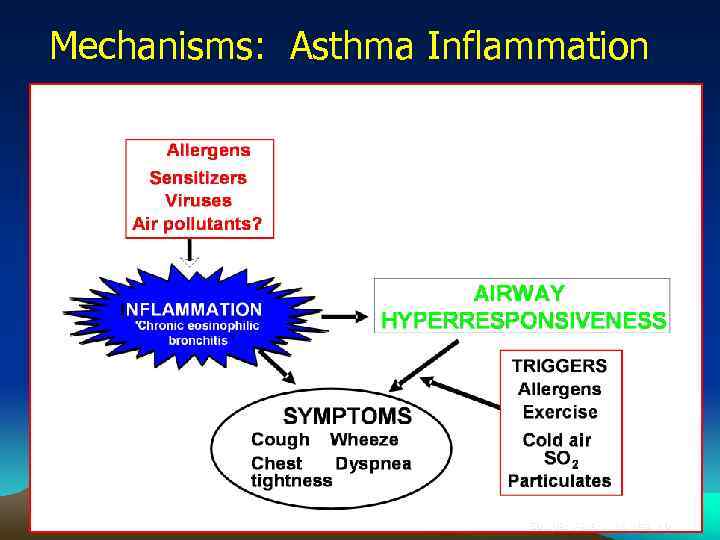 Mechanisms: Asthma Inflammation Source: Peter J. Barnes, MD 