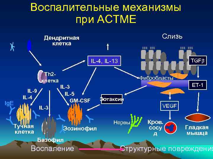 Воспалительные механизмы при АСТМЕ Слизь Дендритная клетка IL-4, IL-13 TGF Th 2 клетка Ig.