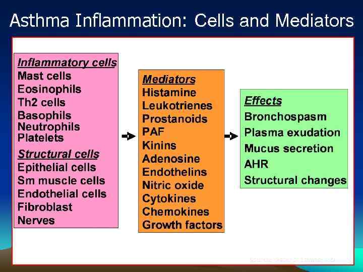 Asthma Inflammation: Cells and Mediators Source: Peter J. Barnes, MD 