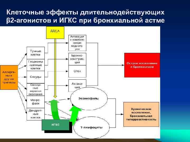 Клеточные эффекты длительнодействующих β 2 -агонистов и ИГКС при бронхиальной астме 