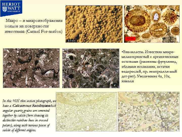 Макро – и микроизображения ооидов на поверхности известняка (Carmel For-mation) • Биолкласты. Известняк микромелкозернистый