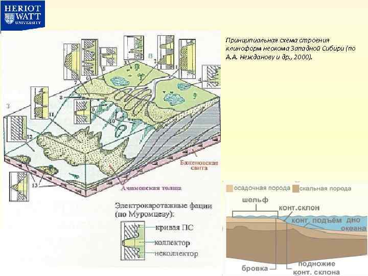 Принципиальная схема строения клиноформ неокома Западной Сибири (по А. А. Нежданову и др. ,