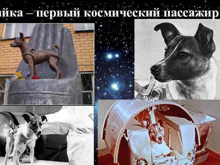 айка – первый космический пассажир. 