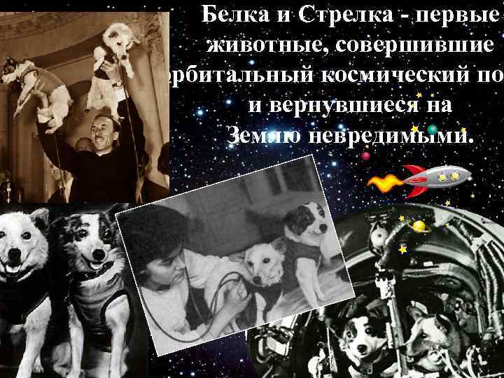 Белка и Стрелка - первые животные, совершившие орбитальный космический пол и вернувшиеся на Землю