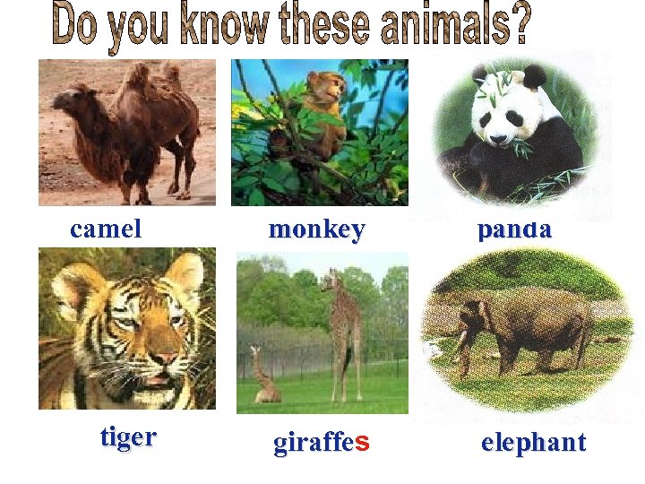 camel tiger monkey panda giraffes elephant 