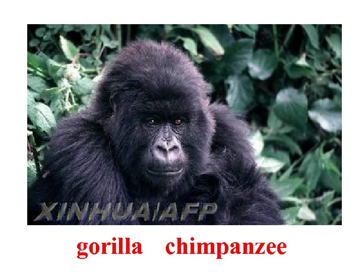 gorilla chimpanzee 