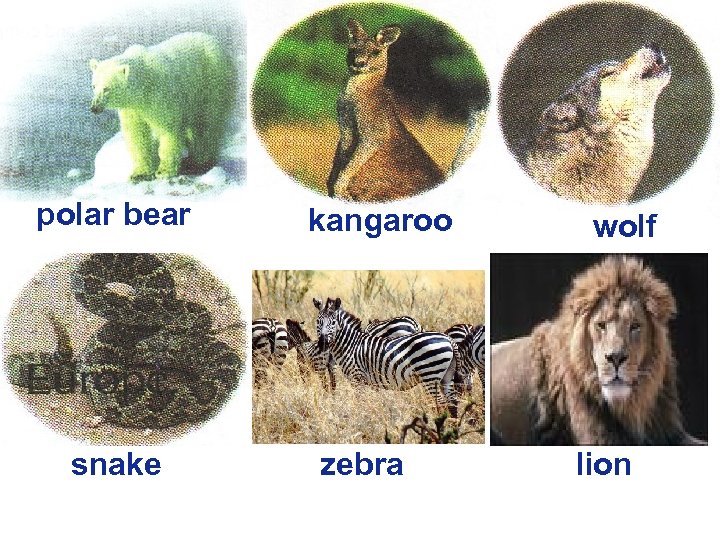 polar bear snake kangaroo zebra wolf lion 