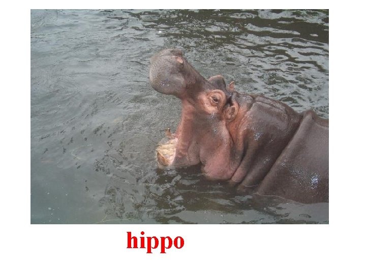 hippo 