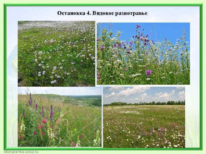 Остановка 4. Видовое разнотравье 