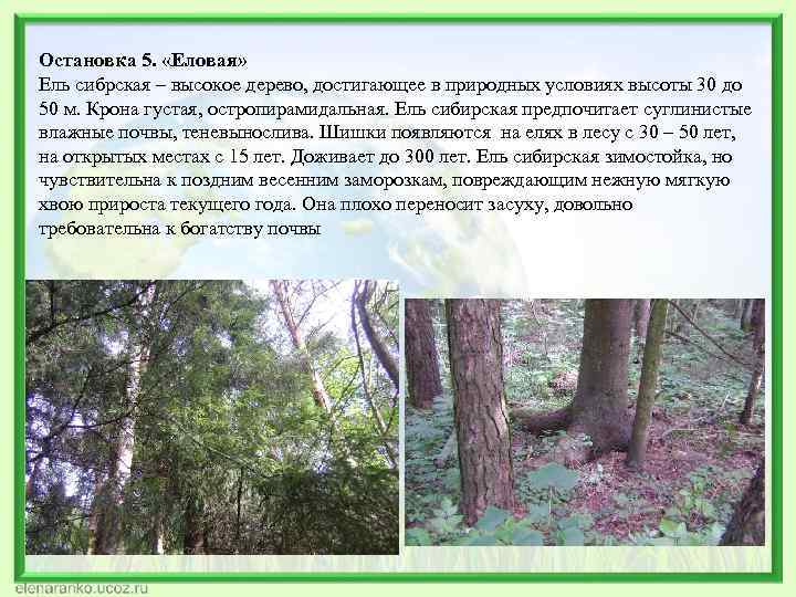 Остановка 5. «Еловая» Ель сибрская – высокое дерево, достигающее в природных условиях высоты 30