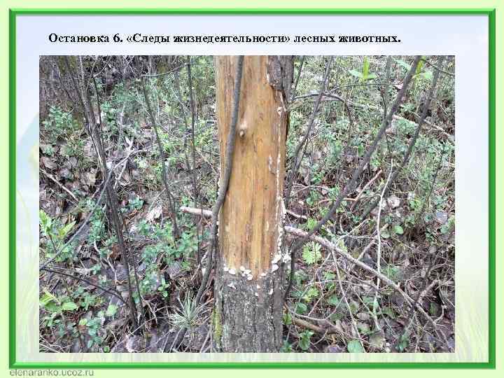 Остановка 6. «Следы жизнедеятельности» лесных животных. 