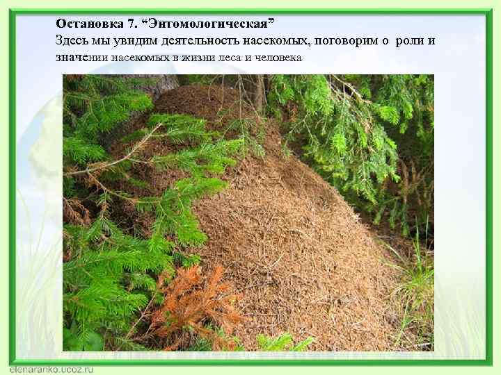 Остановка 7. “Энтомологическая” Здесь мы увидим деятельность насекомых, поговорим о роли и значении насекомых