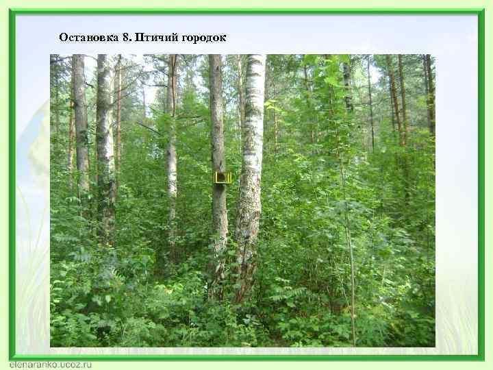 Остановка 8. Птичий городок 