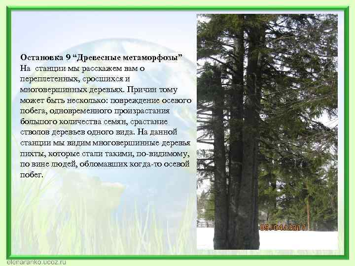 Остановка 9 “Древесные метаморфозы” На станции мы расскажем вам о переплетенных, сросшихся и многовершинных