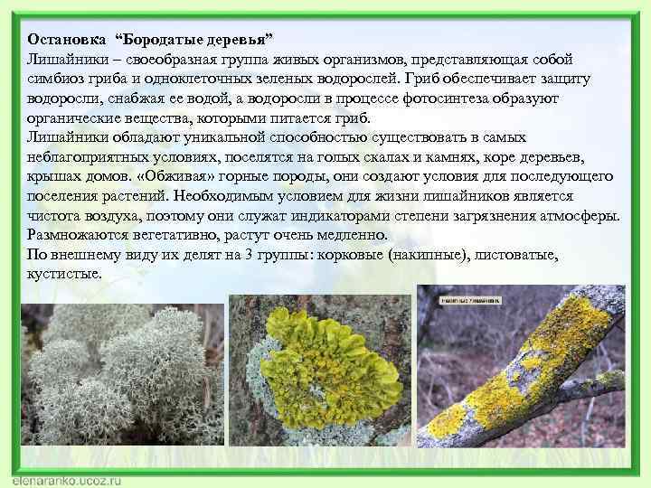 Остановка “Бородатые деревья” Лишайники – своеобразная группа живых организмов, представляющая собой симбиоз гриба и
