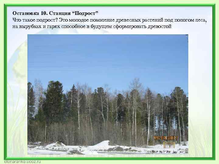 Остановка 10. Станция “Подрост” Что такое подрост? Это молодое поколение древесных растений под пологом