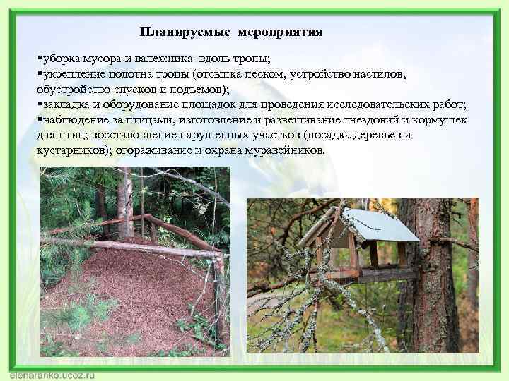 Планируемые мероприятия §уборка мусора и валежника вдоль тропы; §укрепление полотна тропы (отсыпка песком, устройство