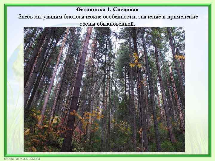 Остановка 1. Сосновая Здесь мы увидим биологические особенности, значение и применение сосны обыкновенной. 