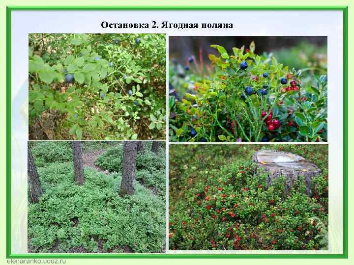  Остановка 2. Ягодная поляна 