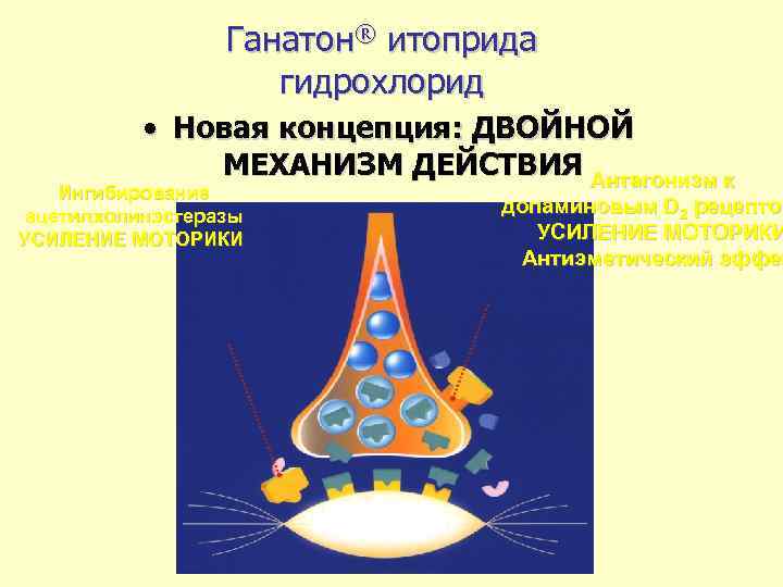 Ганатон® итоприда гидрохлорид • Новая концепция: ДВОЙНОЙ МЕХАНИЗМ ДЕЙСТВИЯ Антагонизм к Ингибирование ацетилхолинэстеразы УСИЛЕНИЕ