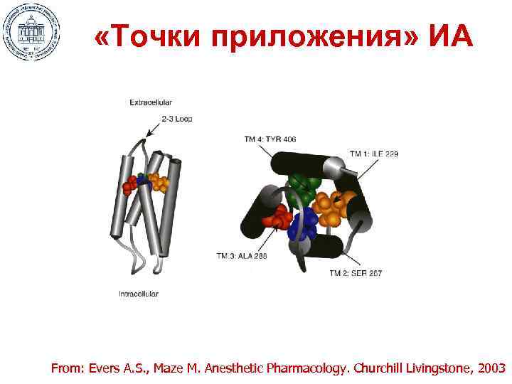  «Точки приложения» ИА From: Evers A. S. , Maze M. Anesthetic Pharmacology. Churchill