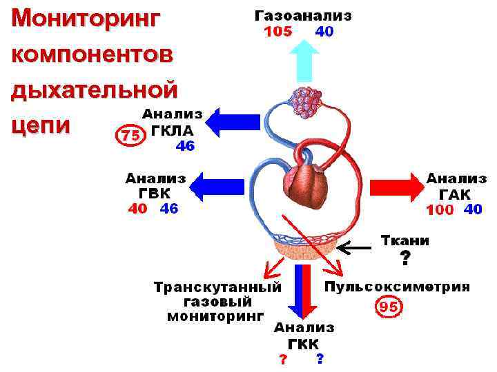 Мониторинг компонентов дыхательной цепи 
