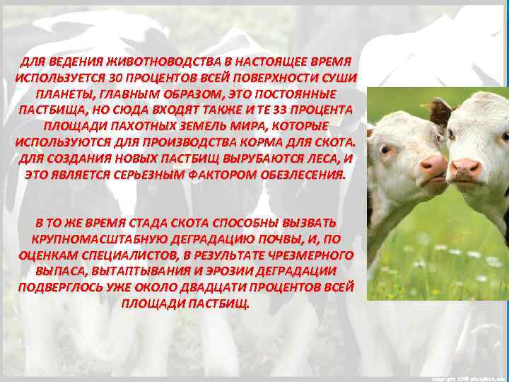 Продукты животноводства определение