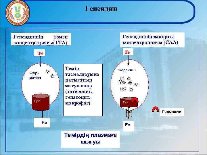 Гепсидиннің төмен концентрациясы(ТТА) Fe Fe Темір тасмалдауына қатысатын жасушалар (энтероцит, гепатоцит, макрофаг) Ферритин Fpn