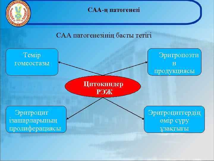 САА-ң патогенезі САА патогенезінің басты тетігі Темір гомеостазы Эритропоэти н продукциясы Цитокиндер РЭЖ Эритроцит