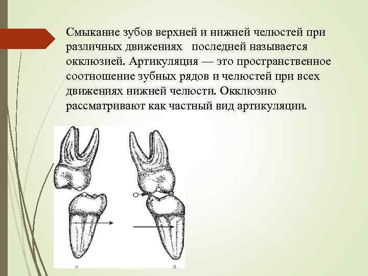 Смыкание зубов верхней и нижней челюстей при различных движениях последней называется окклюзией. Артикуляция —