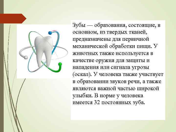 Зубы — образования, состоящие, в основном, из твердых тканей, предназначены для первичной механической обработки