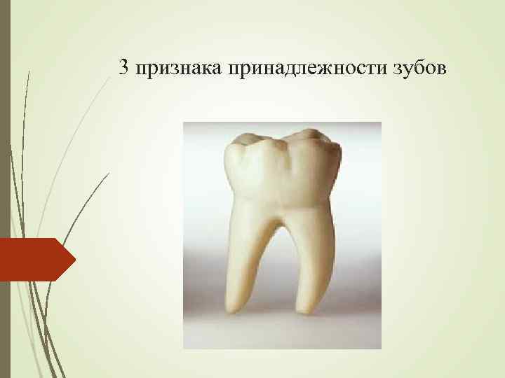 3 признака принадлежности зубов 