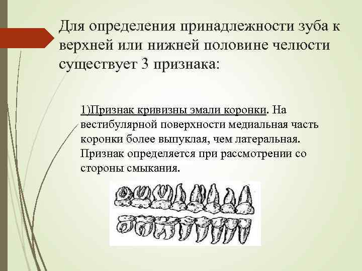 Для определения принадлежности зуба к верхней или нижней половине челюсти существует 3 признака: 1)Признак
