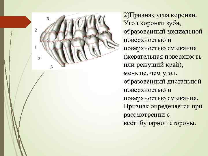 2)Признак угла коронки. Угол коронки зуба, образованный медиальной поверхностью и поверхностью смыкания (жевательная поверхность