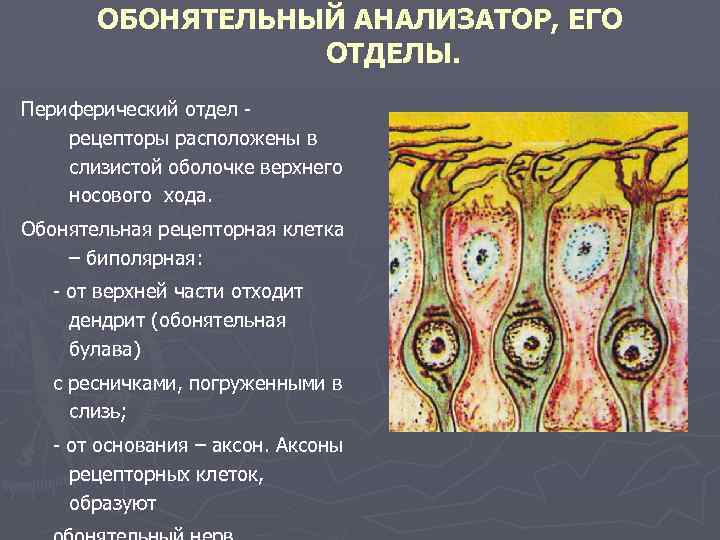 Периферический отдел анализатора