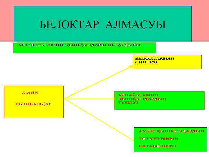 Белоктардың алмасуы презентация