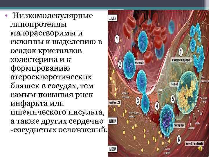  • Низкомолекулярные липопротеиды малорастворимы и склонны к выделению в осадок кристаллов холестерина и