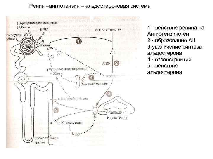 Ренин –ангиотензин – альдостероновая система 1 - действие ренина на Ангиотензиноген 2 - образование