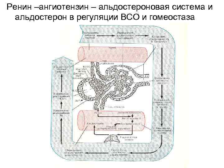 Ренин –ангиотензин – альдостероновая система и альдостерон в регуляции ВСО и гомеостаза 