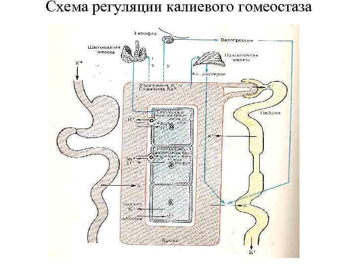Схема регуляции калиевого гомеостаза 